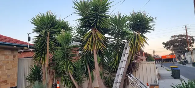 Adelaide Tree Removals - Stump & Tree Removal Services cover