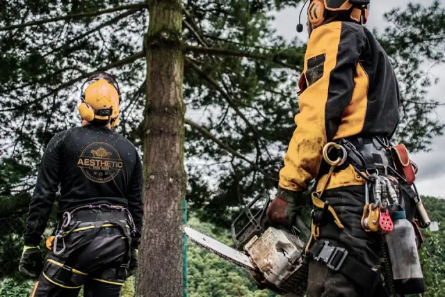 Aesthetic Tree Care