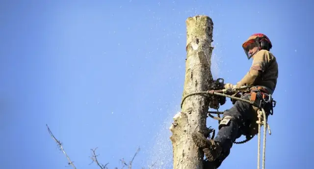 Affordable Tree Service