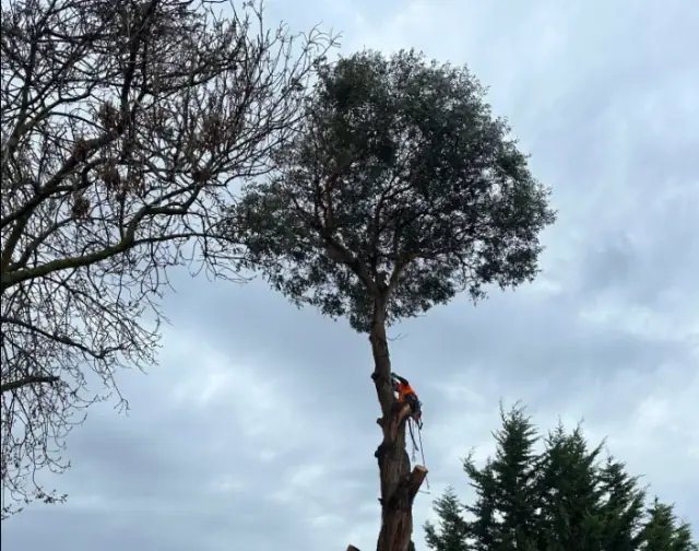 Akr tree services