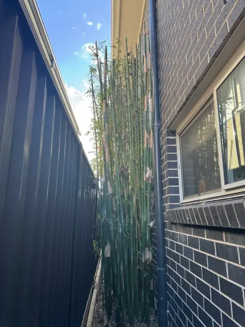 All City Trees