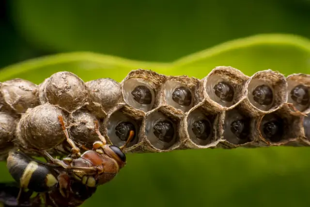All Pest Control Cairns cover