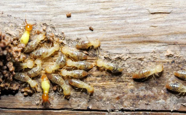 All Pest Solutions cover
