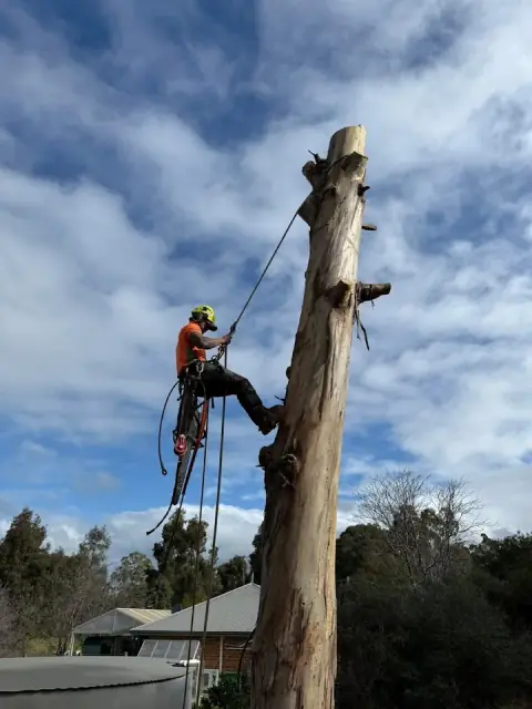 All Sawted Tree Services