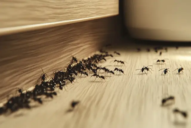All Star Pest Control cover
