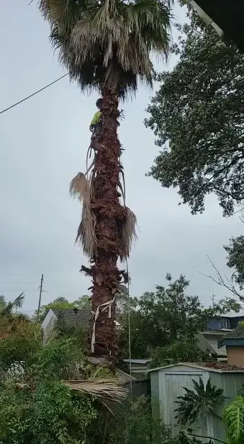 All Sydney Tree Services cover