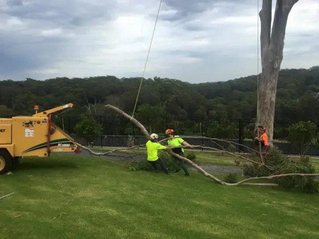 All Tree Solutions