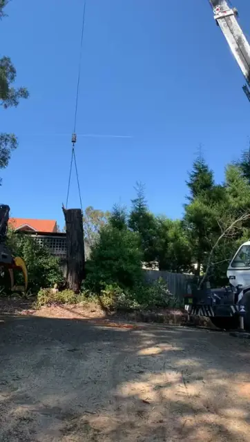 All Wide Tree Services cover