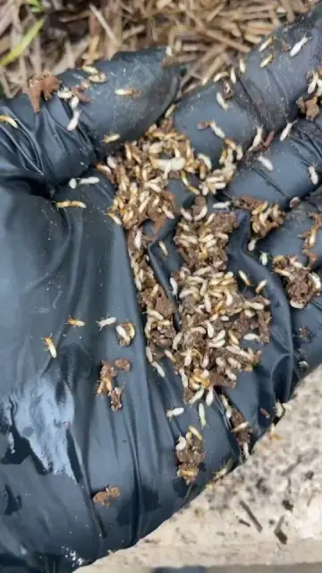 Alliance Pest Solutions cover