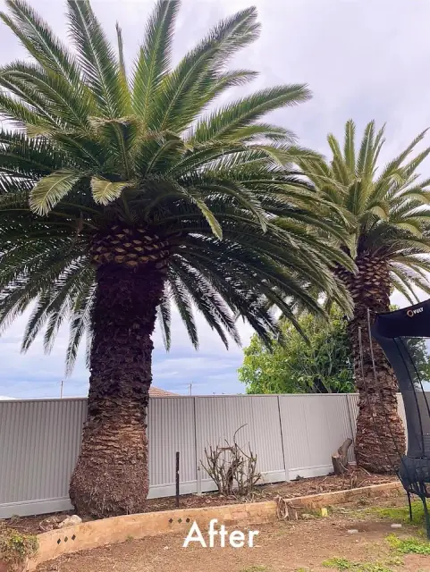 Altitude Tree Surgery