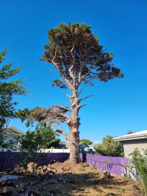 Altitude Tree Surgery