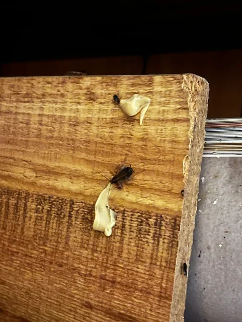 Alto Pro Pest Control