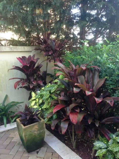 Amico - Landscape Gardeners – Dover Heights, Woollahra, Darling Point cover