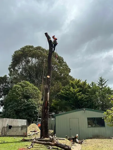 ANB Tree Solutions