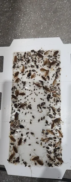 Appin Pest Control cover