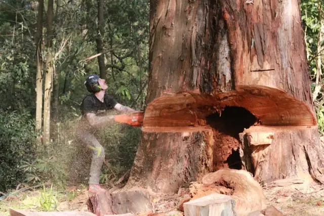 APS Tree Contracting