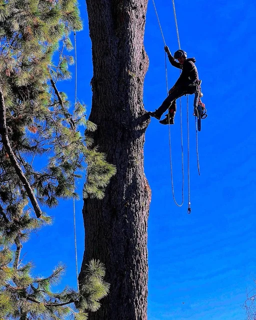 APS Tree Contracting cover