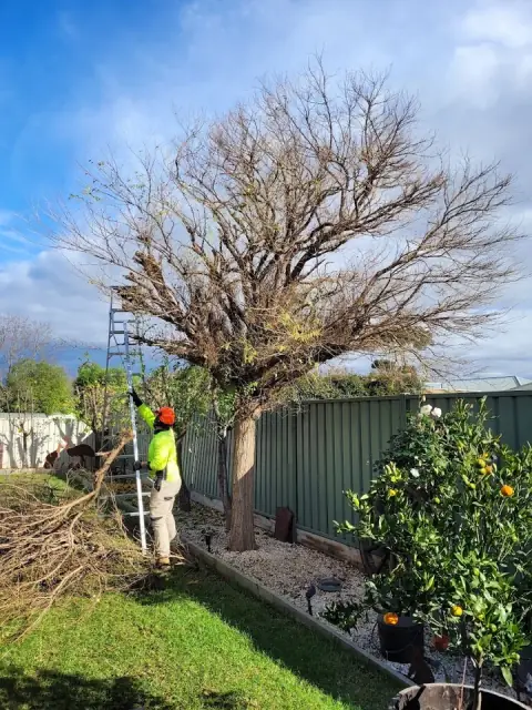 Aps Tree Removal cover