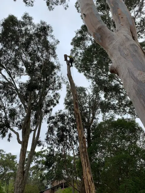 Arbmac Tree Services