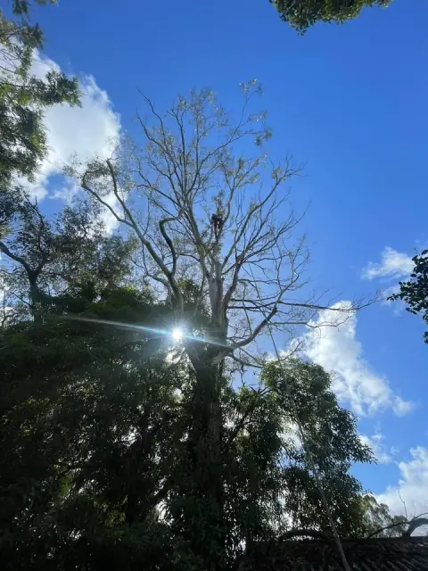 Arbor Edge Tree Care