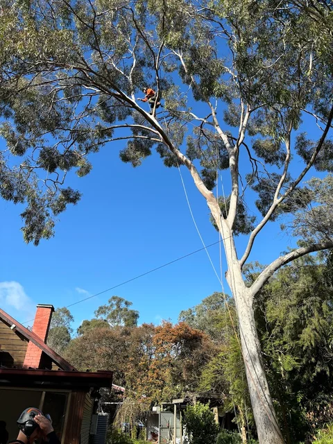 Arbor Solutions Professional Tree Service cover