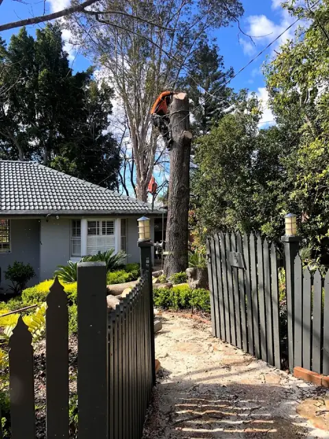 Arbor Tree care cover