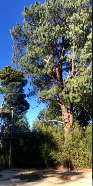 Arbor Tree care cover