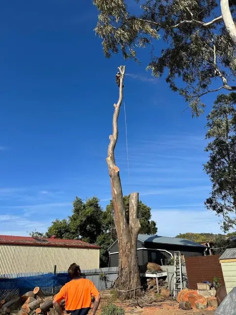 Arborcare Tree Contractors cover