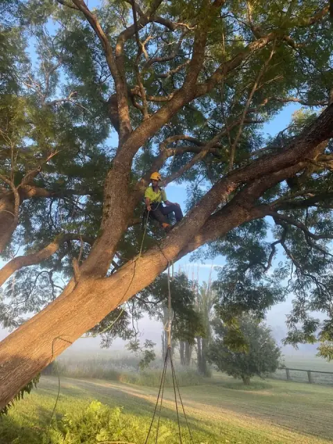 Arboricultural Solutions - Consultancy & Tree Care cover