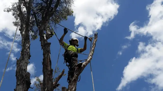 Arborist and Tree Removals