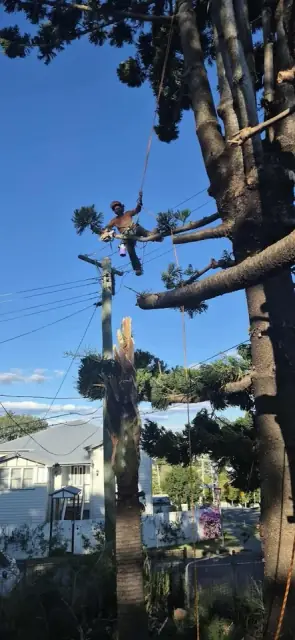 Arborist Tree Techs