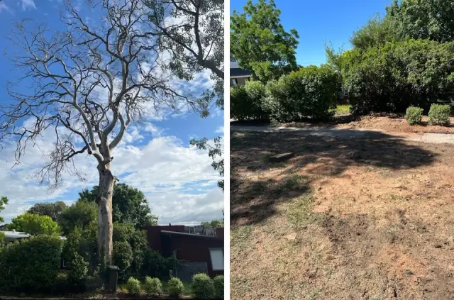 Arborista Trees