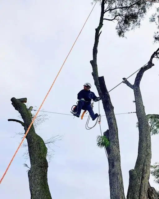 ArborSolve Tree Services cover