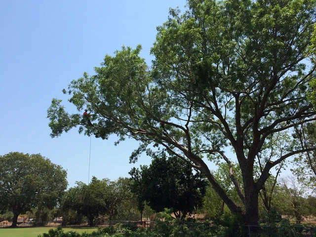 ArborWork Tree Services cover