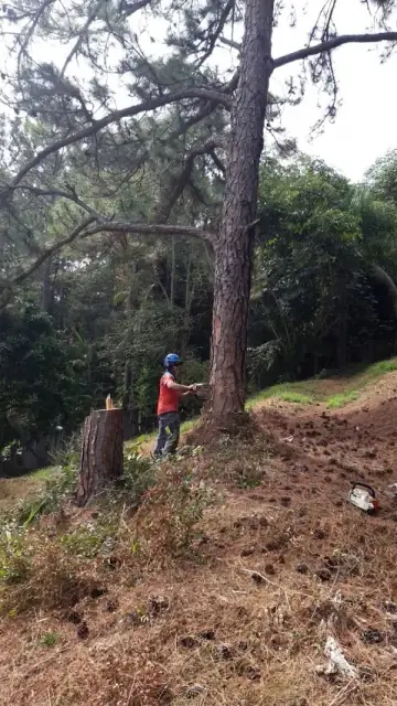Arrow Tree Services