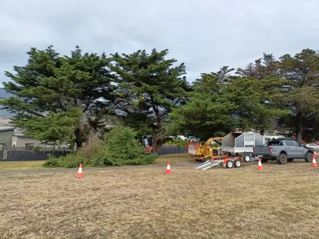 ASAP Arborist