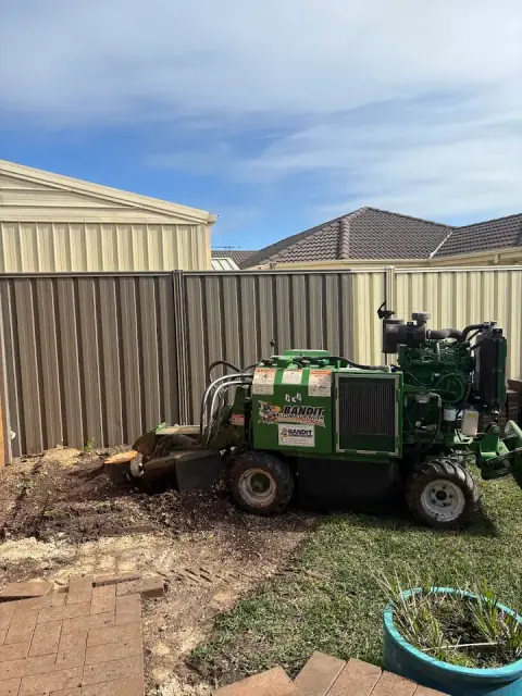 Ash’s Stump Removal cover