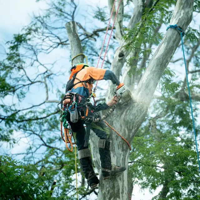 Ashgrove Tree Services cover