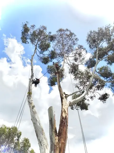 Aspect Tree Management Pty Ltd