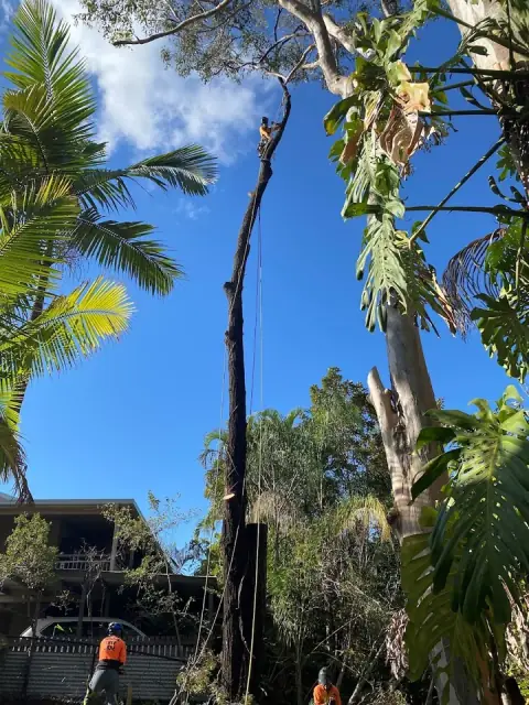 Aussie Tree Care cover