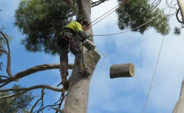 Aussie Tree Solutions