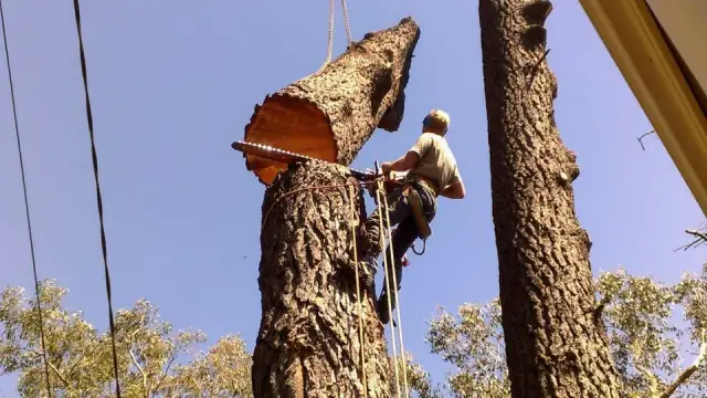 Australian Heritage Tree Works