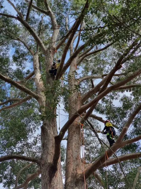 Axe Tree Services