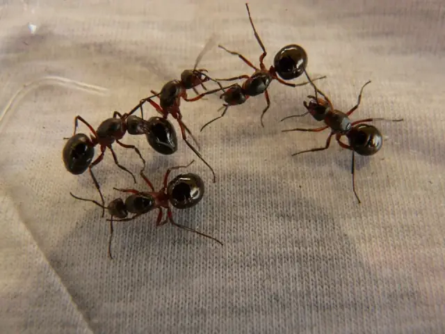 B.A.G BUGS ARE GONE cover