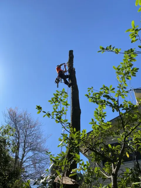 Practical Tree Solutions