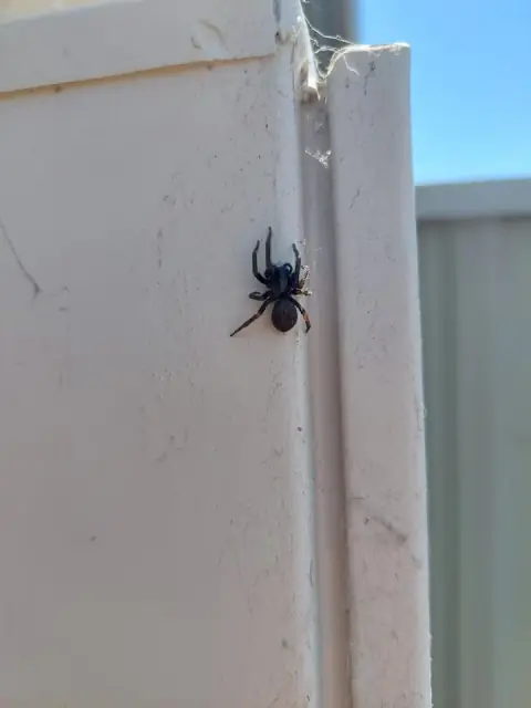BALDIVIS PEST CONTROL cover