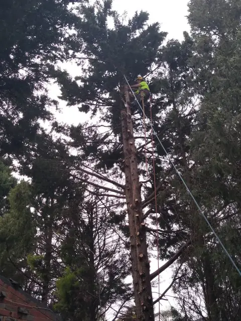 Balwyn Tree Service