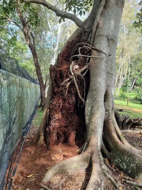 Bang Pest Control - General Pest and Termite Services in Gold Coast cover