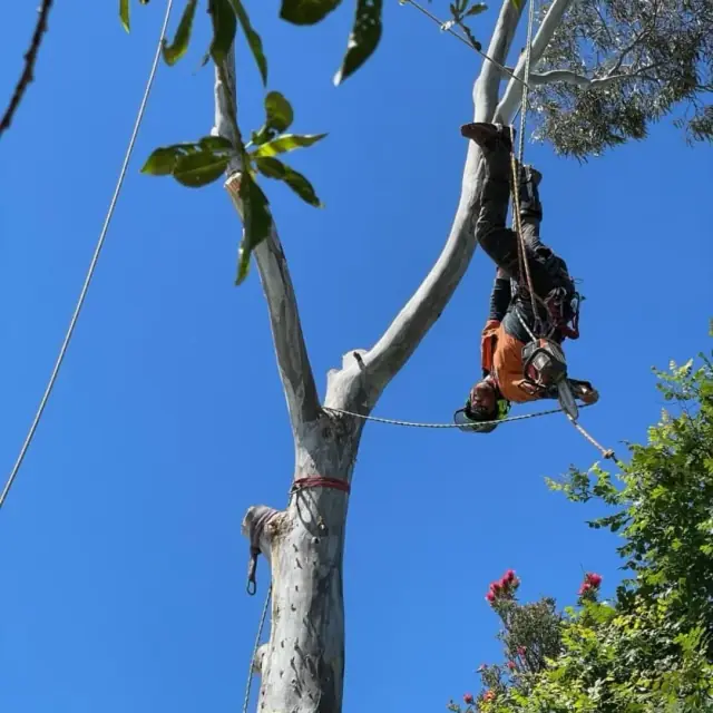 Bay City Tree Services