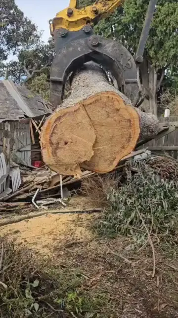 Bay City Tree Services cover